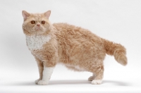 Picture of Selkirk Rex on white background, Cream Classic Tabby & White, standing