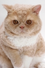 Picture of Selkirk Rex on white background, Cream Classic Tabby & White, portrait