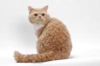 Picture of Selkirk Rex on white background, Cream Classic Tabby & White, sitting down