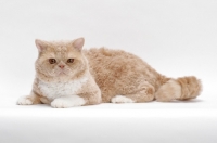 Picture of Selkirk Rex on white background, Cream Classic Tabby & White, lying down