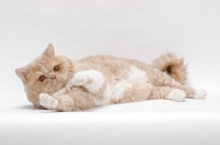 Picture of Selkirk Rex on white background, Cream Classic Tabby & White, lying down