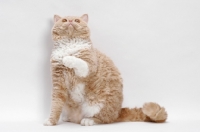 Picture of Selkirk Rex on white background, Cream Classic Tabby & White, one leg up