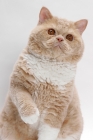 Picture of Selkirk Rex on white background, Cream Classic Tabby & White, one leg up