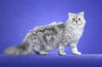 Picture of Selkirk Rex, side view