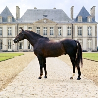 Picture of selle franÃ§ais stallion at haras du pin, french saddle horse