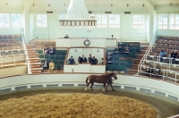 Picture of selling a thoroughbred at tattersalls sales ring, newmarket,