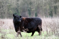 Picture of semi wild black galloway cow in winter