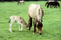 Picture of semi wild dulmen pony mare and foal