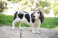 Picture of Senior Basset hound in park.