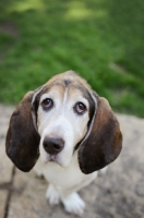 Picture of Senior Basset hound in park.