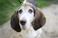 Picture of Senior Basset hound in park.