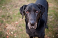Picture of Senior black lab mix standing in yard, looking at camera.