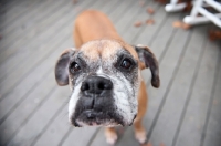 Picture of senior boxer close-up