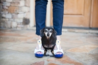 Picture of senior dachshund between woman's feet