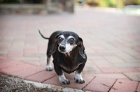 Picture of senior dachshund