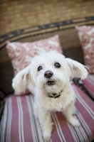 Picture of senior maltese on patio chair