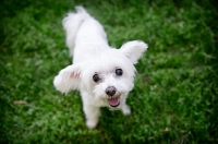 Picture of senior maltese smiling in grass with ears out