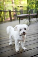 Picture of senior maltese smiling