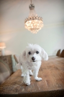 Picture of senior maltese standing on table