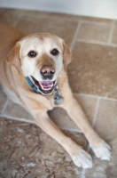 Picture of Senior Yellow Lab lying down inside.