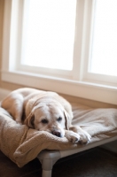 Picture of Senior Yellow Lab lying down inside, on dog bed.