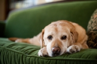 Picture of Senior Yellow Lab lying down on green couch.
