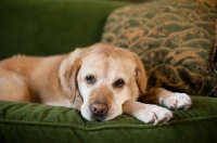 Picture of Senior Yellow Lab lying down on green couch.