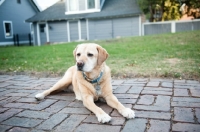 Picture of Senior Yellow Lab lying on brick patio.