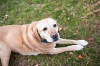 Picture of Senior Yellow Lab lying on grass