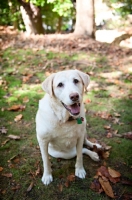 Picture of senior yellow lab sitting