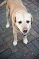 Picture of Senior Yellow Lab standing on brick patio.