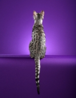 Picture of Serengeti, back view on purple background