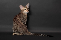 Picture of Serengeti cat back view, brown spotted tabby colour