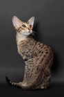 Picture of Serengeti cat back view, looking up, brown spotted tabby colour