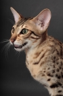 Picture of Serengeti cat, beautiful brown spotted tabby markings