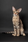 Picture of Serengeti cat, brown spotted tabby colour