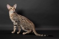 Picture of Serengeti cat, brown spotted tabby colour