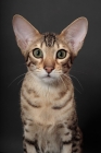 Picture of Serengeti cat front view, brown spotted tabby colour