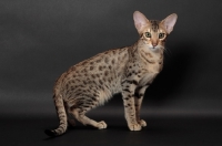 Picture of Serengeti cat full body, brown spotted tabby colour