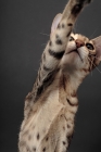 Picture of Serengeti cat reaching, brown spotted tabby colour