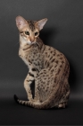 Picture of Serengeti cat showing back markings, brown spotted tabby colour