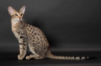 Picture of Serengeti cat sitting down, brown spotted tabby colour