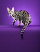 Picture of Serengeti cat turning