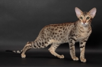 Picture of Serengeti cat walking, brown spotted tabby colour