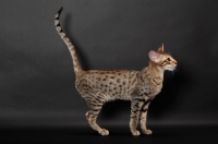 Picture of Serengeti cat with tail up, brown spotted tabby colour