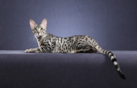 Picture of Serengeti lying down on grey background