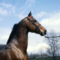 Picture of serenity march heir, morgan stallion, modern