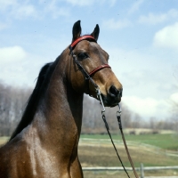 Picture of serenity march heir, morgan stallion, modern