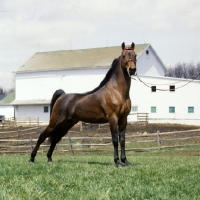 Picture of serenity march heir, morgan stallion, modern