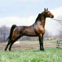 Picture of serenity march heir, morgan stallion, modern